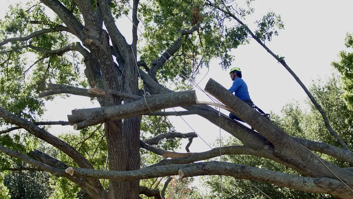 Professional Crown Thinning performed by certified arborists in South Portsmouth