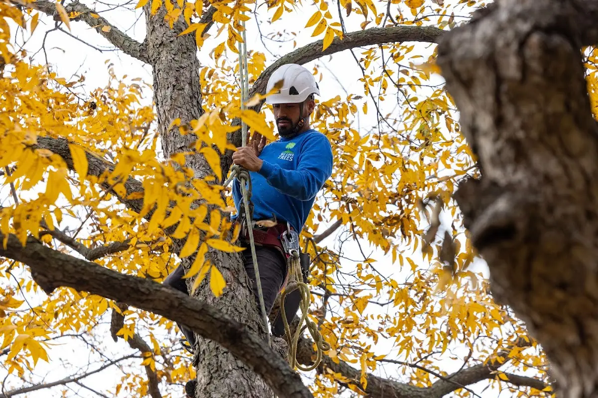 Skilled Tree Pruning crew working in South Portsmouth